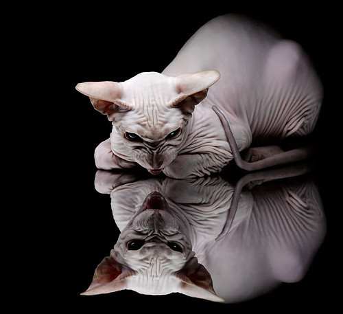 自由泳技术指标雷达图首次公开，自由泳专业术语