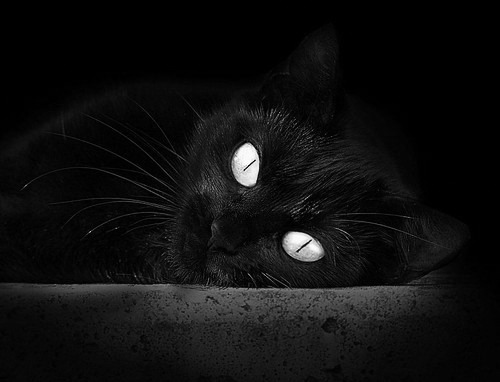 “马科斯·莫奇的防守精准度与反击速度，为美洲狮队提供无与伦比的优势”